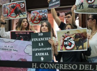 Congreso de Michoacán prohíbe corridas de toros Contraluz