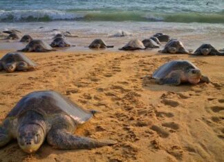 Playas de Michoacán, escenario de migración y nacimiento de tortugas marinas: Sectur