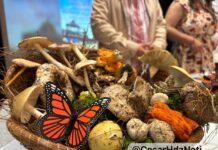 Tóxicos, alucinógenos y muchos comestibles… los vas a encontrar en la Feria del Hongo Senguio 2025