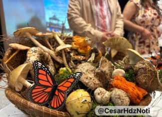 Tóxicos, alucinógenos y muchos comestibles… los vas a encontrar en la Feria del Hongo Senguio 2025