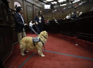 Congreso del Estado aprueba que personas con discapacidad se desplacen libremente con animales de asistencia