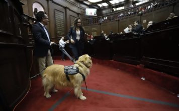 Congreso del Estado aprueba que personas con discapacidad se desplacen libremente con animales de asistencia